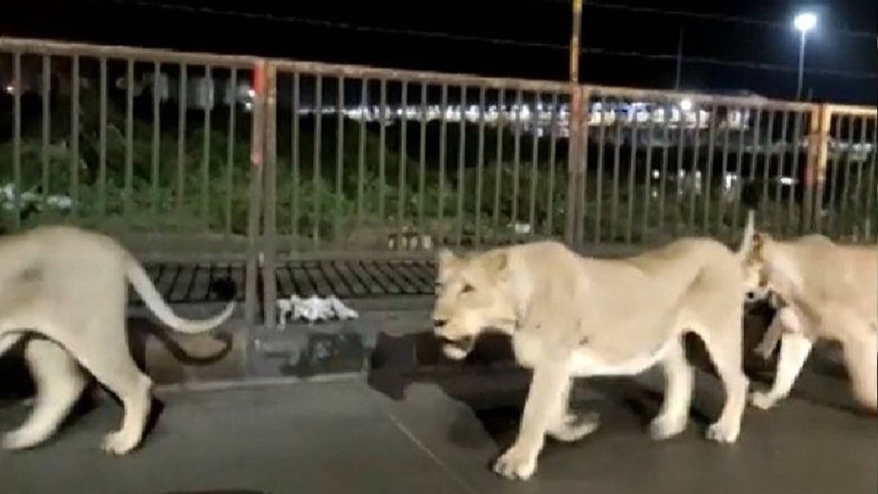 রাতের রাস্তায় সিংহের হাঁটাহাঁটি, চমকে গেল সবাই