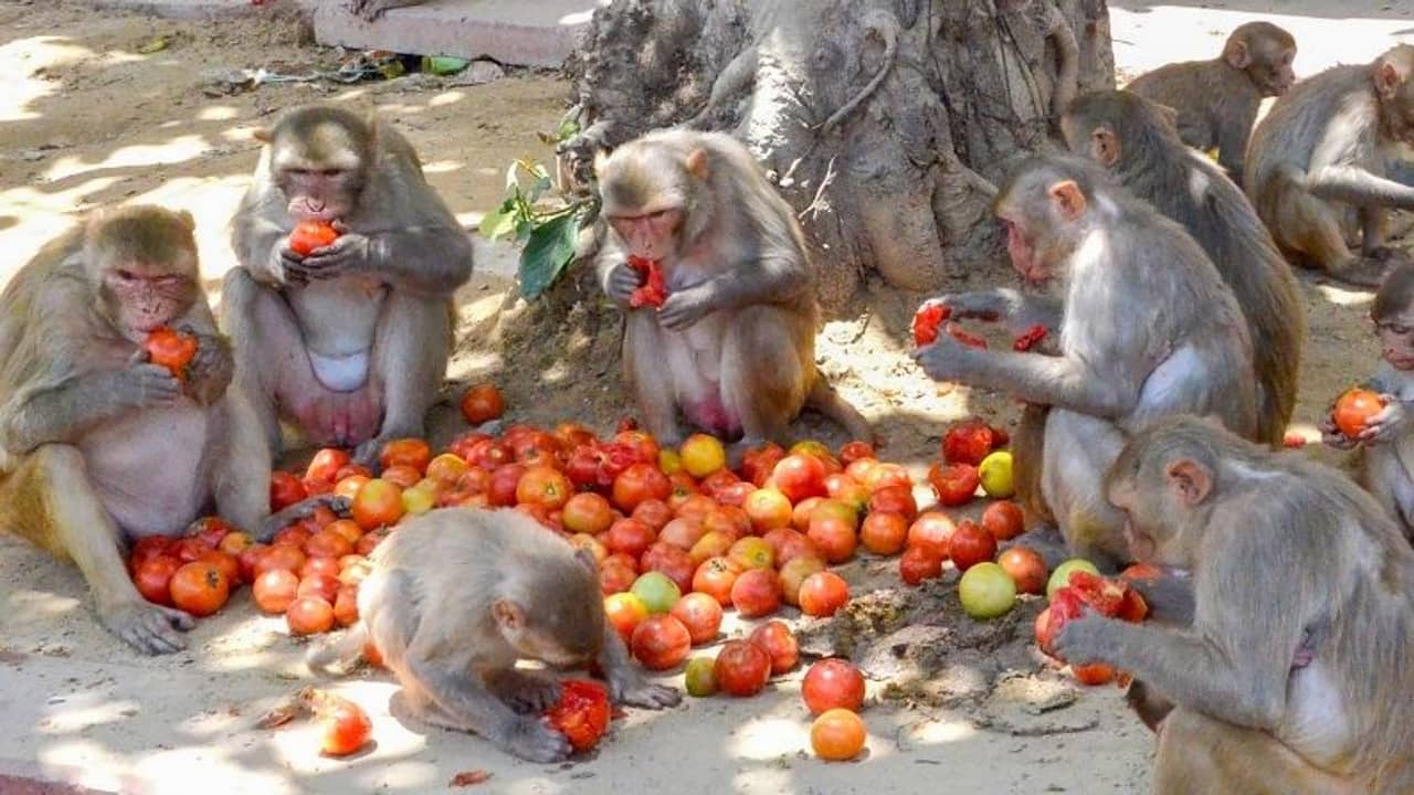 মার্কিন মুলুকের পর চিনেও থাবা মাঙ্কিপক্সের, দুদশকে প্রথম মৃত্যু সংক্রমণে