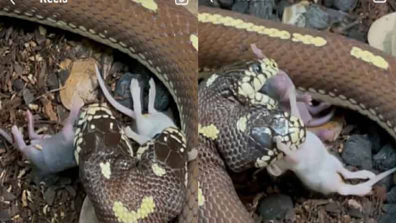 Viral Video: ভয়ঙ্কর! একসঙ্গে দুটো ইঁদুর গিলে খাচ্ছে দুমুখো সাপ, দেখুন ভিডিয়ো