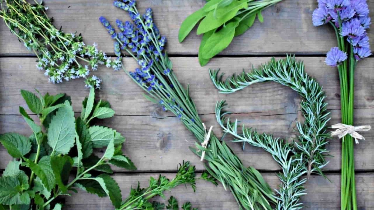 Medicinal Herb: কিছু আয়ুর্বেদিক গুল্ম যা আপনার স্ট্রেস কমাতে সাহায্য করবে