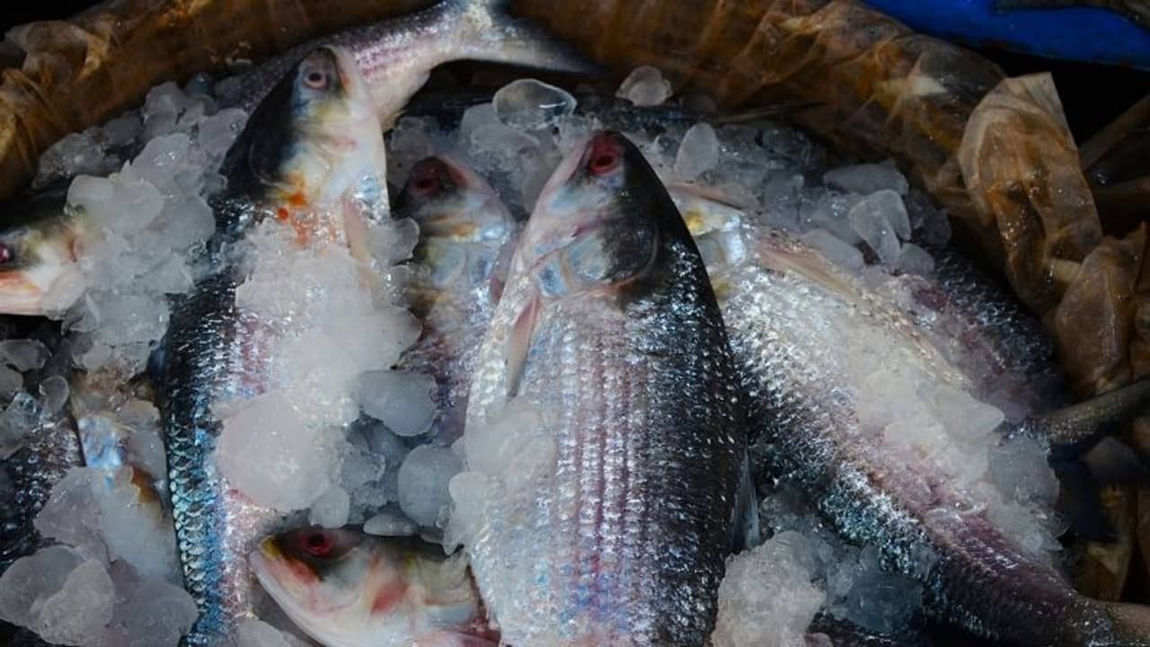 ইলিশপ্রেমীদের জন্য সুখবর! বিধিনিষেধ কাটিয়ে পদ্মায় পড়বে জাল, শীঘ্রই পাতে উঠবে রুপোলি ফসল