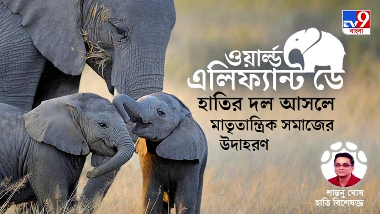 পূর্ণবয়স্ক হাতি দাঁত পড়ে যাওয়ায় না খেতে পেয়ে অপুষ্টিতে মারা যায়: হাতি বিশেষজ্ঞ শান্তনু ঘোষ
