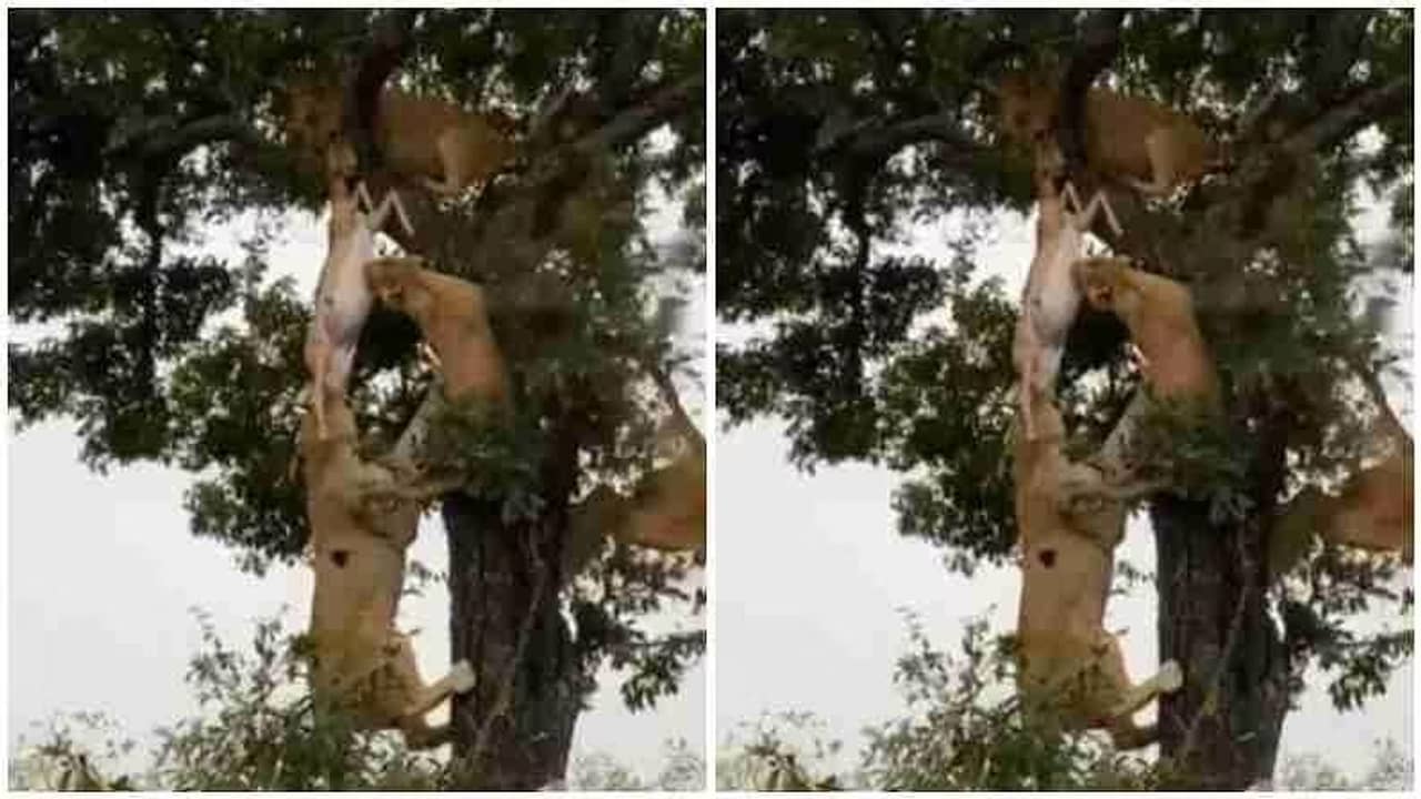 Viral Video: একটি হরিণের জন্য বচসা বাঁধল ছয়টি সিংহের মধ্যে! দেখুন সেই ভাইরাল ভিডিয়ো