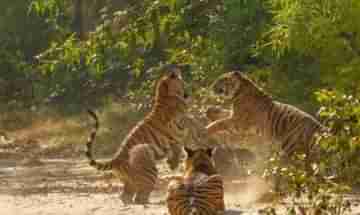 Offbeat Tiger Sanctuaries: ভারতের ৫ অফবিট ব্যাঘ্র অভয়ারণ্যের সন্ধান রইল এখানে...