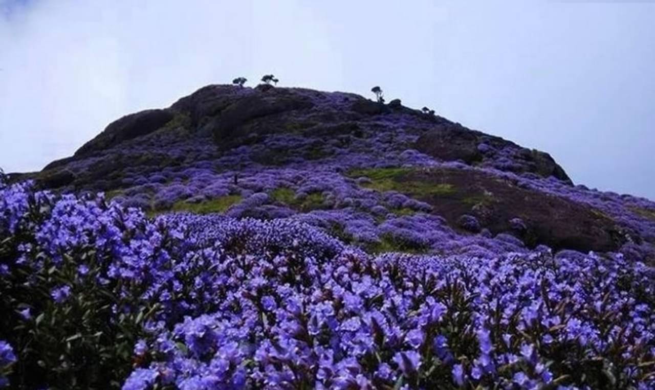 Neelakurinji: প্রকৃতির বিরল সাক্ষী! এক যুগ পর নীলকুরুঞ্জি দর্শন মিলল কেরালায়!