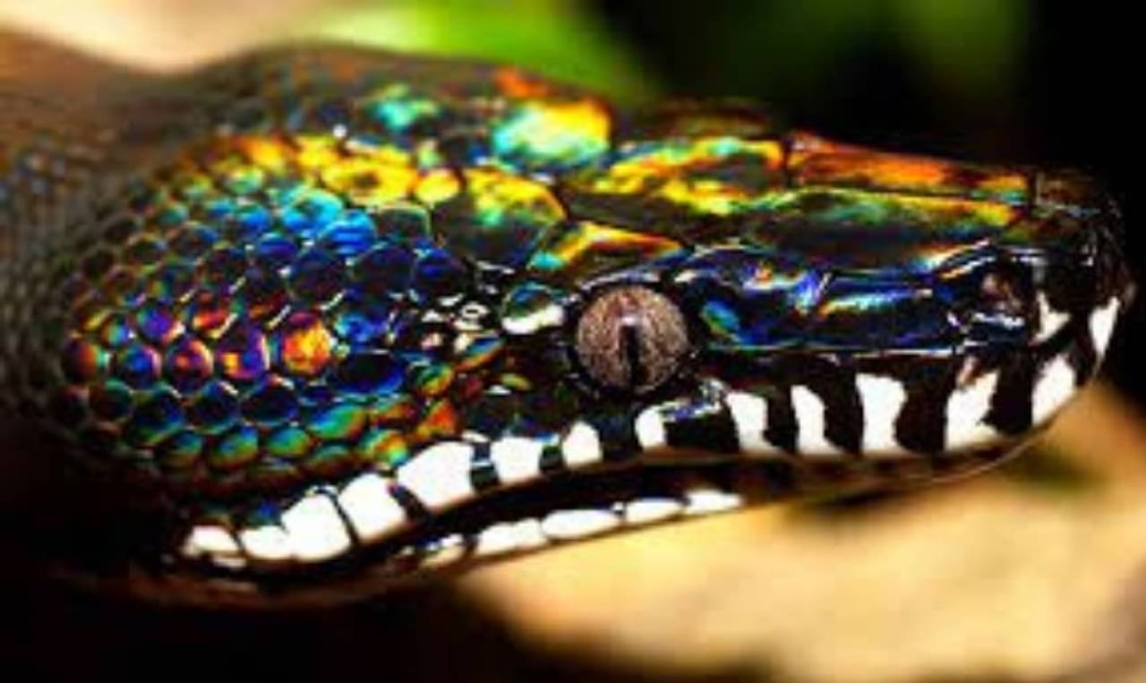 Viral Video: রামধুন রঙের পাইথন দেখেছেন কখনও? ভাইরাল ভিডিয়ো দেখে আঁতকে উঠবেন আপনিও