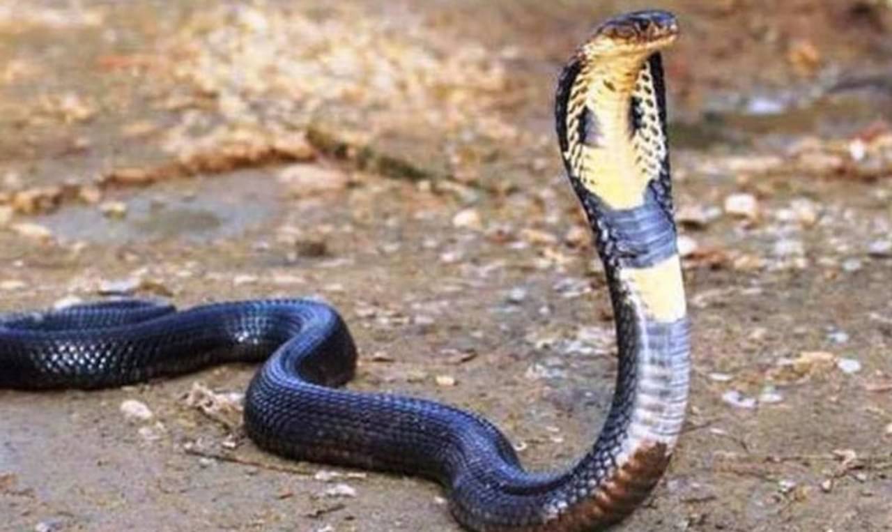 Nag Panchami 2021: সর্পদোষ থেকে মুক্তি পেতে এই একমাত্র মন্দিরে যাবেন নাকি! রইল নাগপঞ্চমীর ইতিহাস...