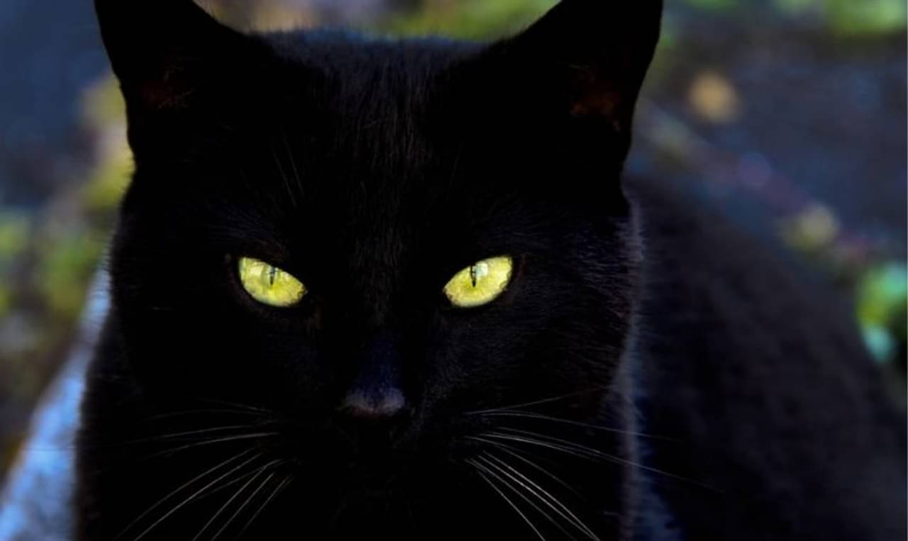 অশুভ নাকি কুসংস্কার! কালো বিড়াল কোন দেশে শুভ বলে মানা হয়, জানেন?