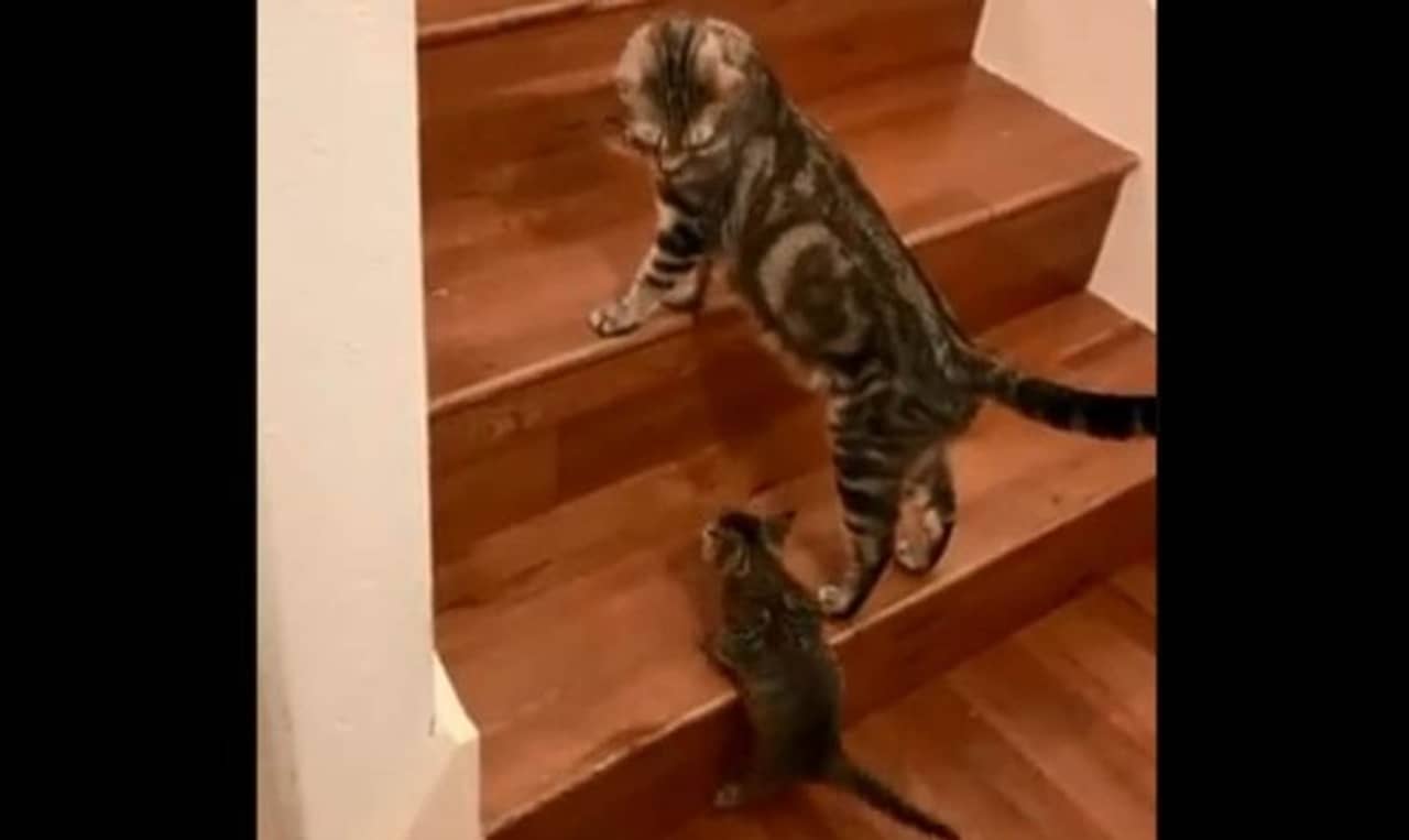 Viral Video: মা বিড়ালের শিক্ষায় সিঁড়ি বেয়ে উঠছে ছোট্ট ছানা! ভাইরাল ভিডিয়ো দেখে কী বলছেন নেটিজ়েনরা