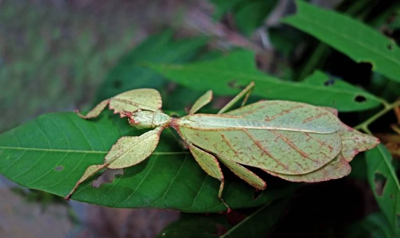 Viral video: সবুজ বাহারি পাতা সদৃশ পোকা নিয়ে নেটপাড়ায় হৈচৈ! দেখুন সেই ভাইরাল ভিডিয়ো