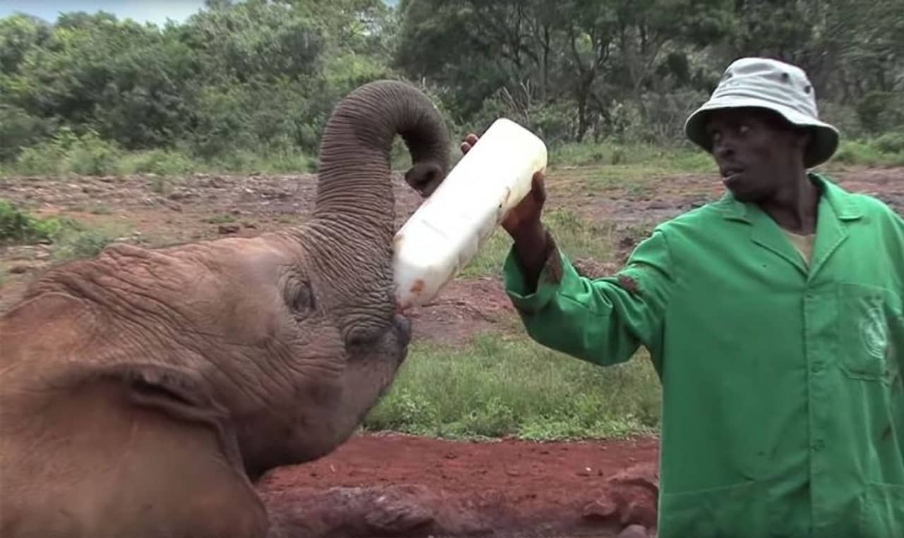 Viral Video: অনাথ হাতিশাবকের প্রাণ বাঁচাতে কী করলেন বনকর্মীরা!দেখুন সেই মন ভাল করা ভাইরাল ভিডিয়োটি...