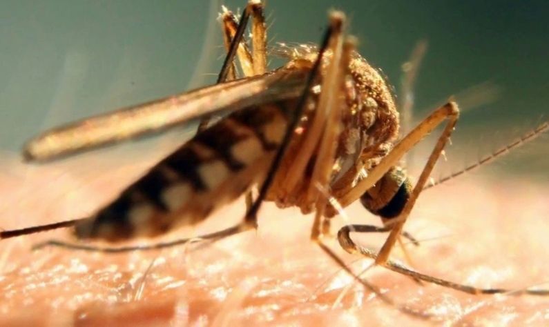Chikungunya fever:অতিমারির মধ্যেই বাড়ছে চিকুনগুনিয়া রোগ! ঘরে ও বাইরে মশার উপদ্রব কমাবেন কীভাবে?