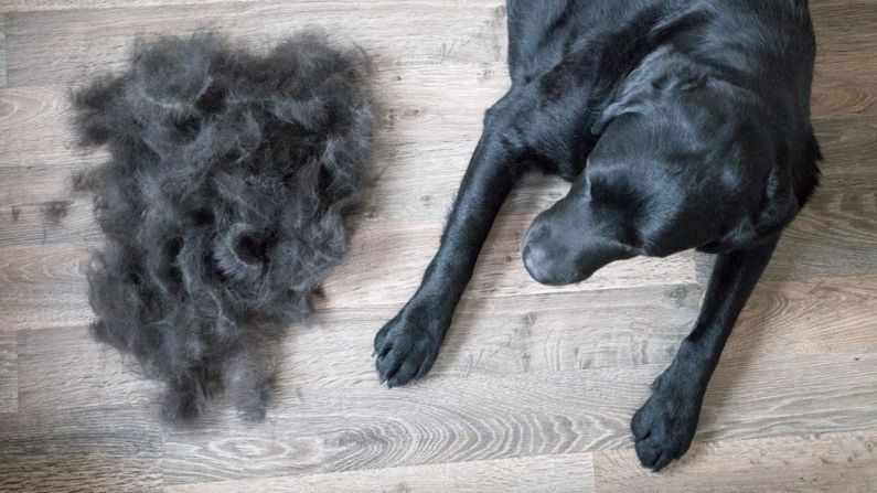 How to Get Rid of Pet Hair: পোষ্যের চুলে আপনি নাজেহাল? নিম্নলিখিত পদ্ধতিগুলি তাহলে আপনাকে সাহায্য করতে পারে