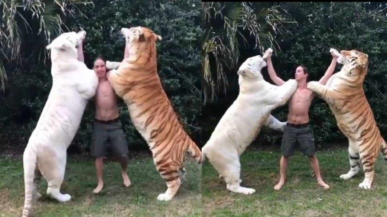 Viral Video: প্রাপ্তবয়স্ক বাঘকে কোনওদিন দুধ খাওয়াতে দেখেছেন?