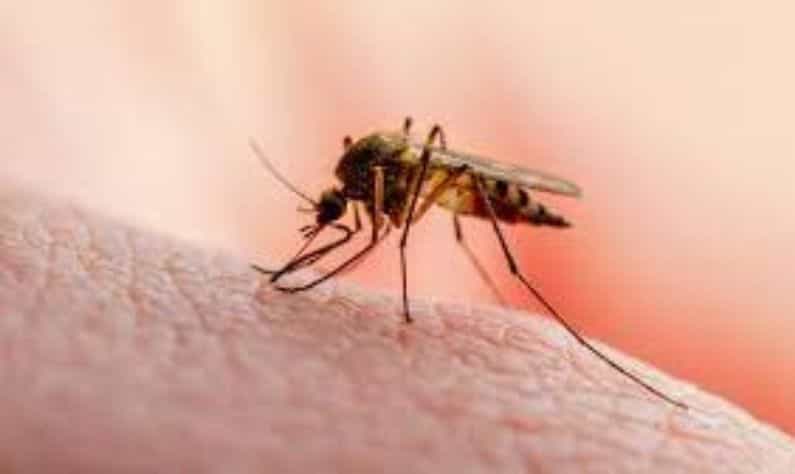 মশাবাহিত-রোগ থেকে বাঁচতে যে যে গুরুত্বপূর্ণ কাজগুলি অবশ্যই করা উচিত, তা জেনে রাখা ভাল মশাবাহিত-রোগ থেকে বাঁচতে যে যে গুরুত্বপূর্ণ কাজগুলি অবশ্যই করা উচিত, তা জেনে রাখা ভাল