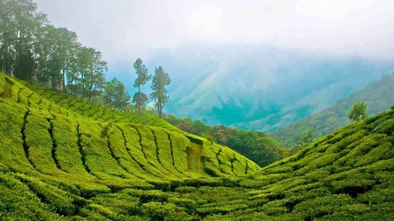 পশ্চিমঘাট পর্বতমালার কোলে অবস্থিত এই মুন্নার। চারদিক সবুজে ঘেরা। এর অন্যতম আকর্ষণ হল চা বাগান। আবার চা বাগানের মধ্যে দিয়ে ঘুরতে ঘুরতে পেয়ে যাবে দারুচিনির গন্ধ -অর্থাৎ এখানে মশলার বাগানও রয়েছে।