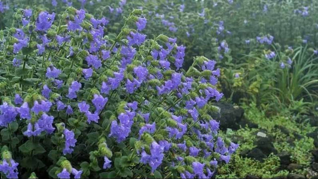 কর্নাটকের মণ্ডলপাত্তি পাহাড়ের শোভা বাড়াচ্ছে নীলাকুরিঞ্জি, ১২ বছরে একবার ফোটে এই ফুল