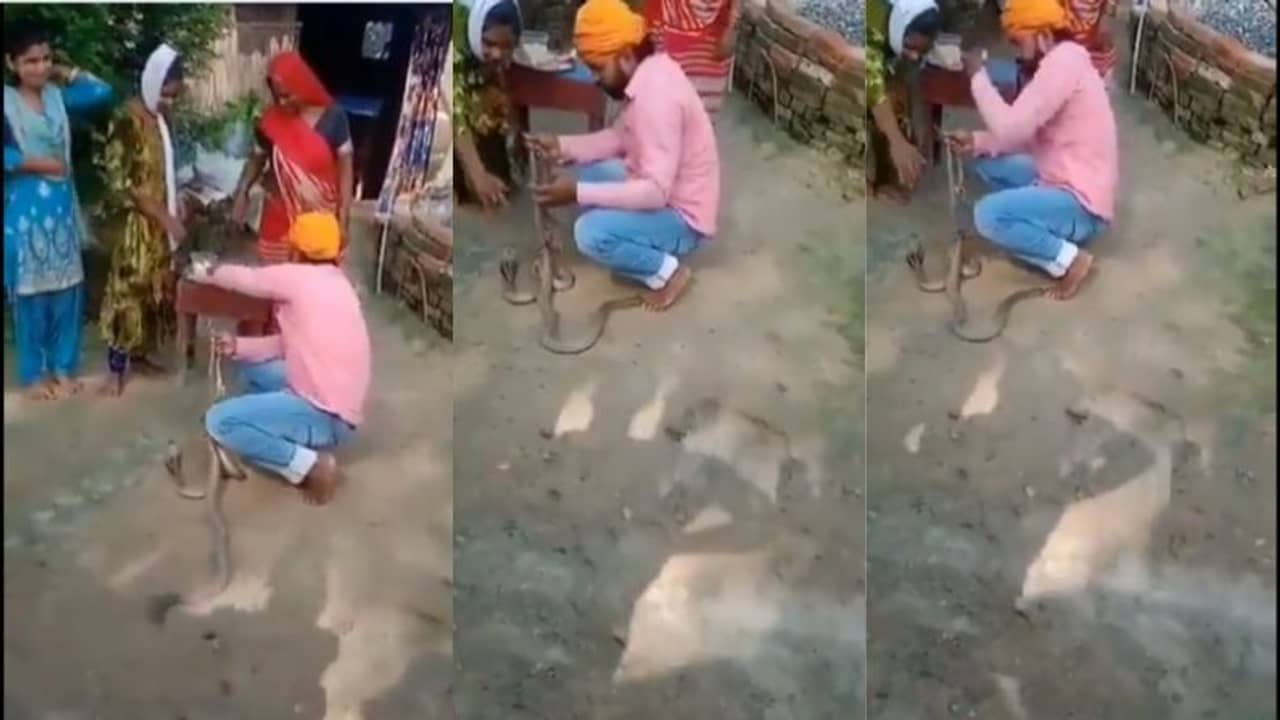 Viral Video: সাপেদের রাখি পড়াতে গিয়ে প্রাণ হারালেন ভাই, দেখুন সেই ভাইরাল ভিডিয়ো...