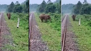 Viral Video: মা বিড়ালের শিক্ষায় সিঁড়ি বেয়ে উঠছে ছোট্ট ছানা! ভাইরাল ভিডিয়ো দেখে কী বলছেন নেটিজ়েনরা