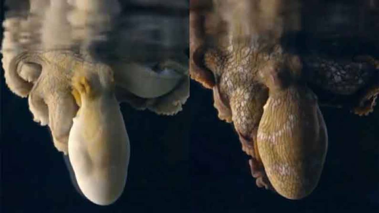 Viral Video: ঘুমের মধ্যে দেহের রঙ বদলাচ্ছে অক্টোপাস! দেখুন ভাইরাল ভিডিয়ো