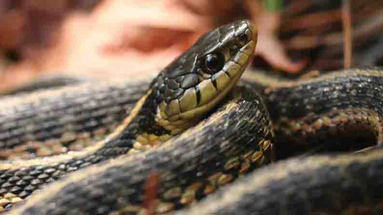 Viral Video: দুটি সাপের নাগিন ডান্স, আইপিএস অফিসার বললেন নাগ অউর নাগিন কা প্রেম