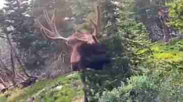 Viral Video: বন্যপ্রাণীদের কাছাকাছি গেলেই বিপদ, আক্রমণ কোথা থেকে আসবে টেরও পাবেন না, দেখুন ভিডিয়ো