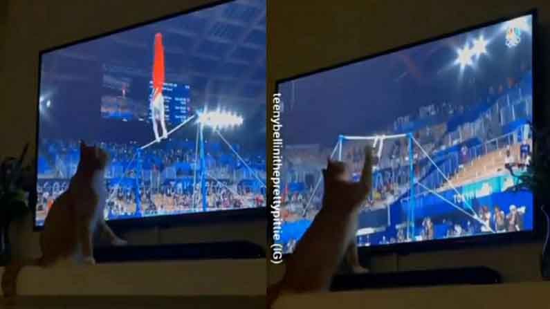 Viral Video: জিমন্যাস্টিকে মন মজেছে বিড়ালের! অলিম্পিকের এই ফ্যানকে দেখে নিন