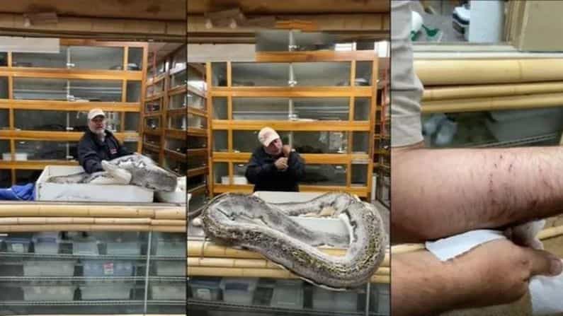 Viral Video: ক্যালিফোর্নিয়ায় ২০ ফুট লম্বা একটি অজগরের কামড়ে আক্রান্ত চিড়িয়াখানার মালিক, ভিডিয়ো ভাইরাল হল সোশ্যাল মিডিয়ায়!