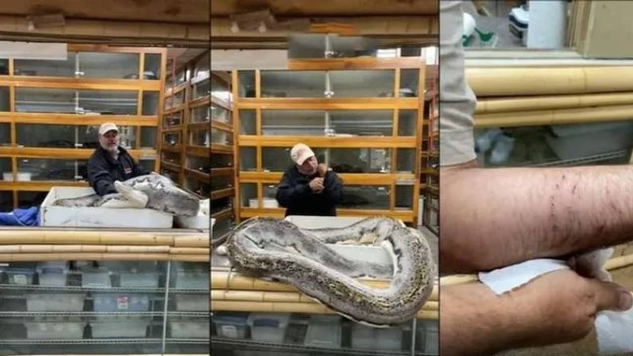 Viral Video: ক্যালিফোর্নিয়ায় ২০ ফুট লম্বা একটি অজগরের কামড়ে আক্রান্ত চিড়িয়াখানার মালিক, ভিডিয়ো ভাইরাল হল সোশ্যাল মিডিয়ায়!