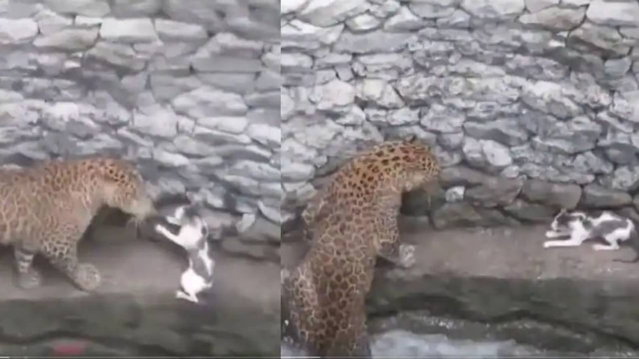 Viral Video: চিতাবাঘ ও বিড়ালের মধ্যে লড়াইয়ের দৃশ্য ভাইরাল হল সোশ্যাল মিডিয়ায়!