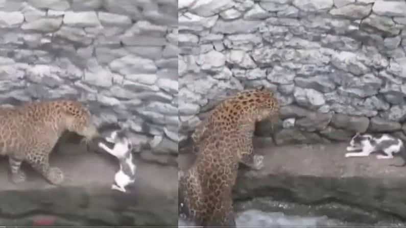 Viral Video: চিতাবাঘ ও বিড়ালের মধ্যে লড়াইয়ের দৃশ্য ভাইরাল হল সোশ্যাল মিডিয়ায়! Viral Video: চিতাবাঘ ও বিড়ালের মধ্যে লড়াইয়ের দৃশ্য ভাইরাল হল সোশ্যাল মিডিয়ায়!