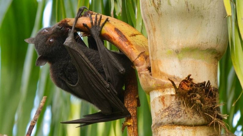 তৃতীয় ঢেউয়ের আশঙ্কার মাঝেই দেখা দিল আবার নিপা ভাইরাসের প্রকোপ!