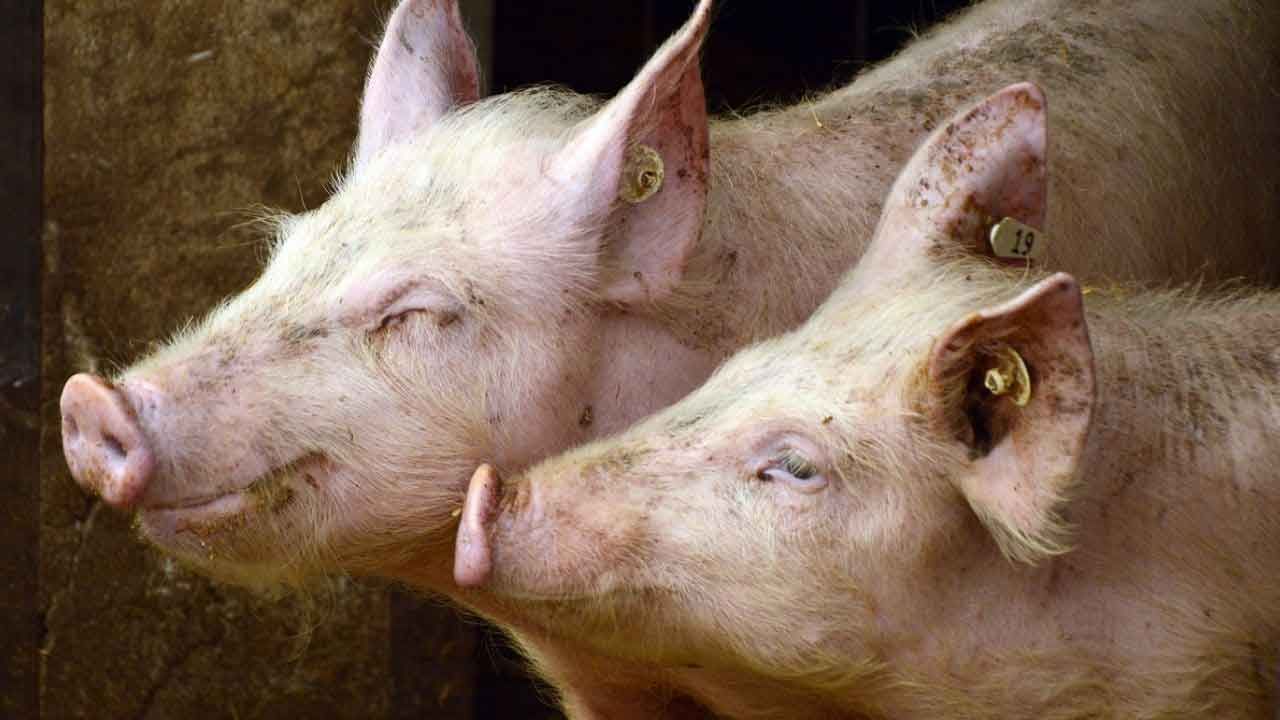 African swine fever: মারা পড়বে কয়েক হাজার শূকর, ত্রিপুরাতেও থাবা বসাল 'আফ্রিকান সোয়াইন ফিভার'