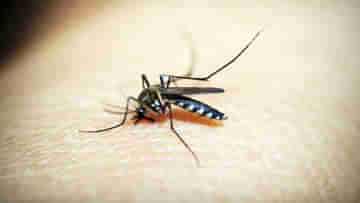 Dendue & Malaria: কোভিড নয়, পুজোর মুখে আসল ভয় ধরাচ্ছে ডেঙ্গি-ম্যালেরিয়া! দুশ্চিন্তায় স্বাস্থ্য ভবন