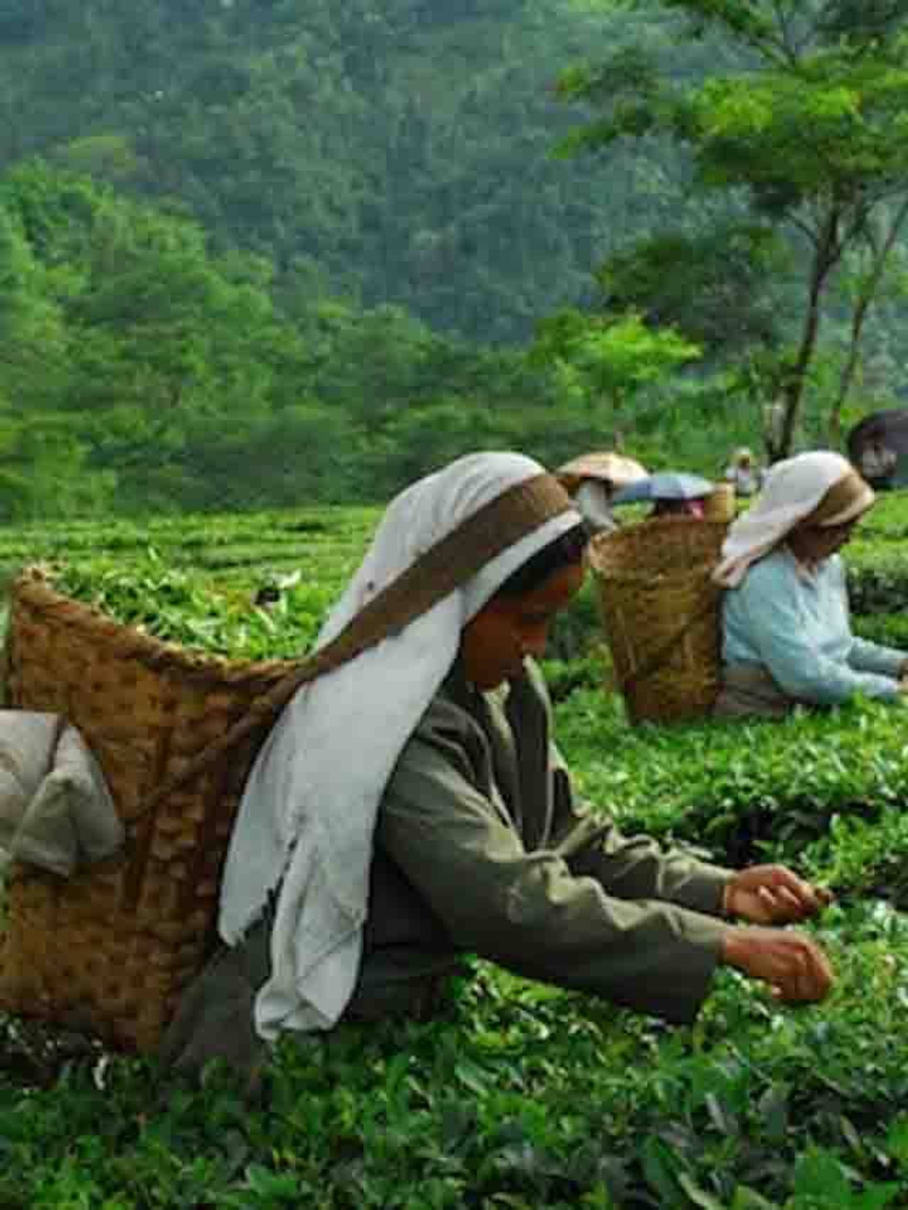 Alipuduar: সামনে পঞ্চায়েত ভোট! মাটি শক্ত করতে এখন থেকেই প্রস্তুতি শাসকদলের