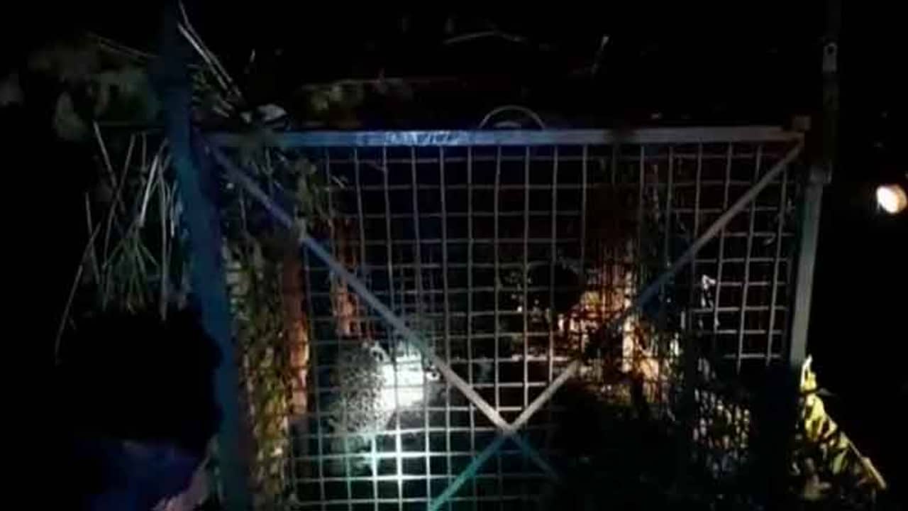 ঘুটঘুটে কালো অন্ধকারের মধ্যে শুধু জ্বলত দুটো চোখ, আলো ফেলতেই ঝলসে যেত! ধরা পড়ল চা বাগানের বিভীষিকা