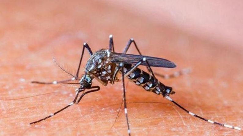 Dengue Fever: রোখা যাচ্ছে না ডেঙ্গি! পরিস্থিতি ক্রমশ খারাপ হচ্ছে উত্তরবঙ্গে