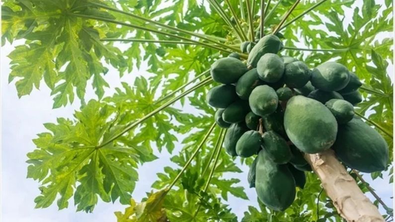 পেঁপের মধ্যে প্রচুর পরিমাণে ভিটামিন আর ফাইবার থাকে। যার ফলে পেঁপে আমাদের হজমে সাহায্য করে। এছাড়া পেঁপের মধ্যে একটা বিশেষ জলীয় অংশ থাকে। এর কারণে আমাদের পেট বেশ ঠাণ্ডা থাকে।