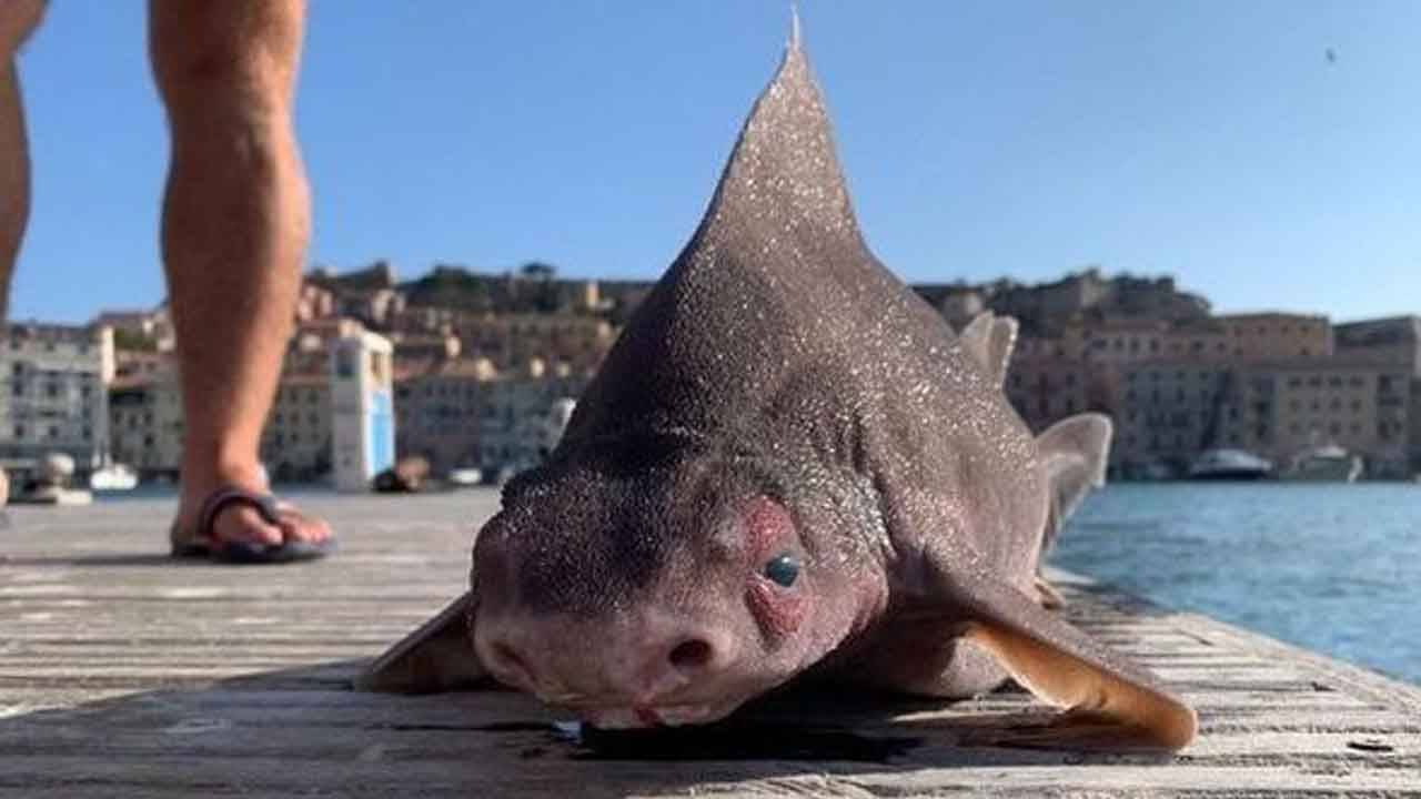 Viral: হাঙরের দেহ আর শুয়োরের মুখ, দেখা গেল অদ্ভুতদর্শন পিগ ফিশ