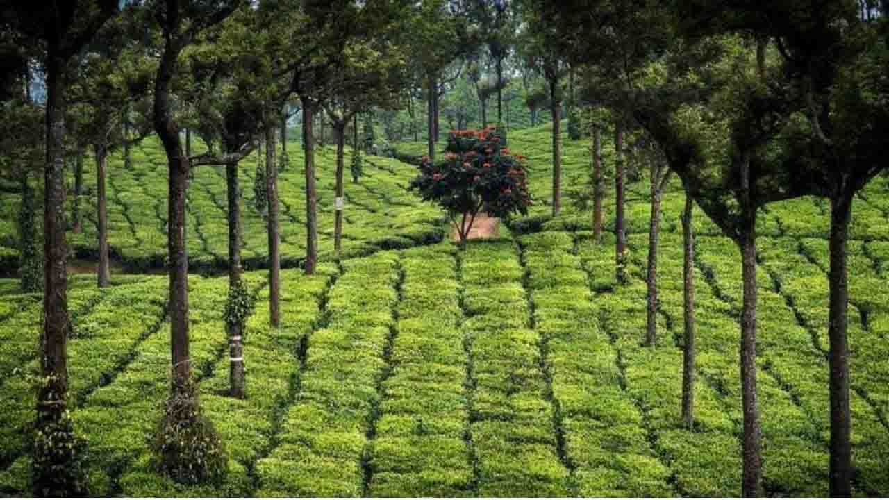 The Spice Garden of India কেরালার মশলা কীভাবে জনপ্রিয়তা অর্জন করল