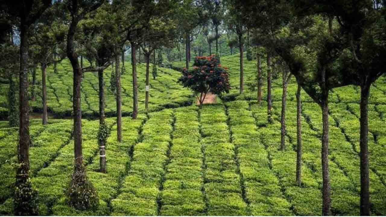 The Spice Garden of India: কেরালার মশলা কীভাবে জনপ্রিয়তা অর্জন করল জানেন?