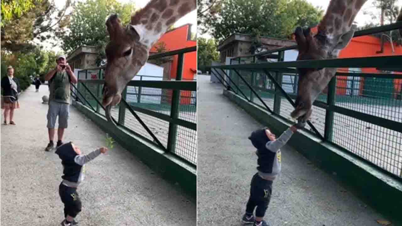 Viral Video: অনেক চেষ্টার পর খুদে পৌঁছে গেল জিরাফের কাছে!