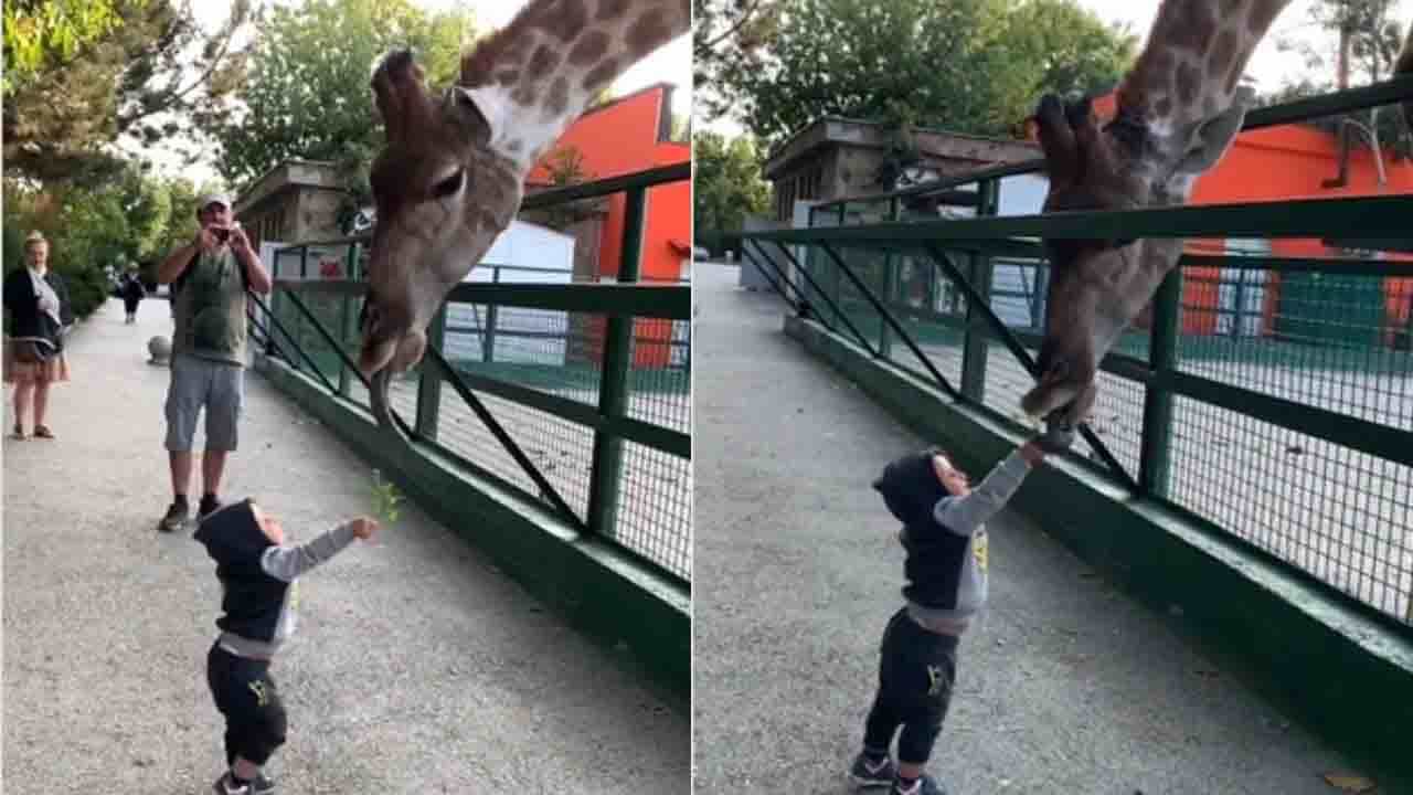 Viral Video: অনেক চেষ্টার পর খুদে পৌঁছে গেল জিরাফের কাছে! Viral Video: অনেক চেষ্টার পর খুদে পৌঁছে গেল জিরাফের কাছে!