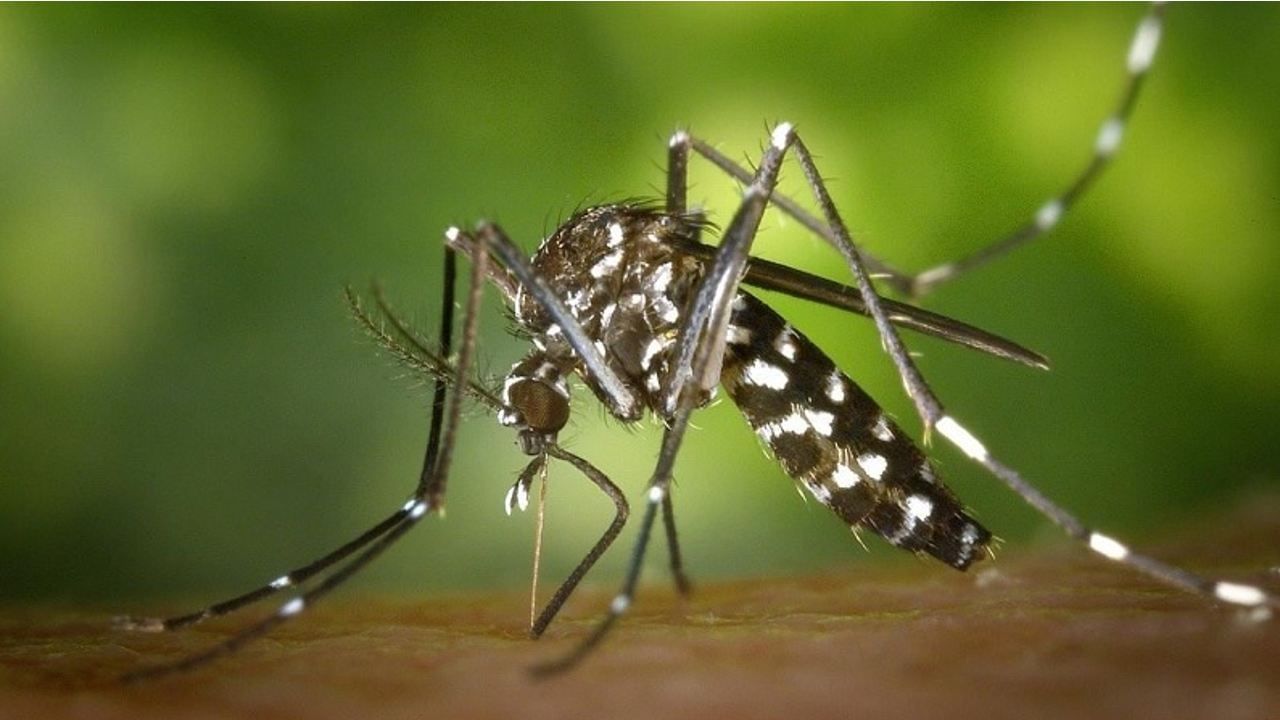 Dengue situation in UP: ডেঙ্গি পরিস্থিতি সামলাতে তৎপর যোগী