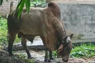 অজানা জ্বর থেকে নিস্তার নেই দক্ষিণবঙ্গের, এক হাসপাতালেই ভর্তি ৪২ জন শিশু