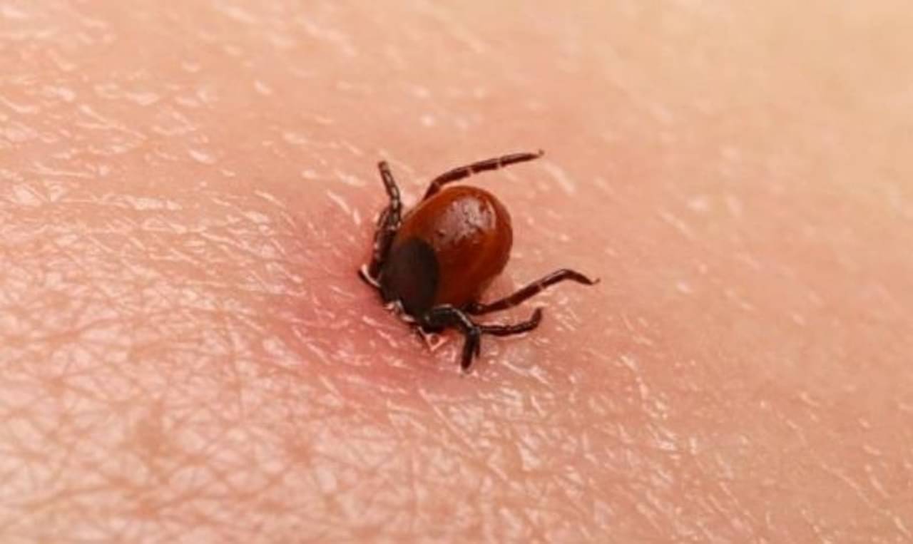 Scrub Typhus: আতঙ্কের নয়া নাম স্ক্রাব টাইফাস, জেনে নিন এই ভাইরাসের লক্ষণ ও চিকিত্সা