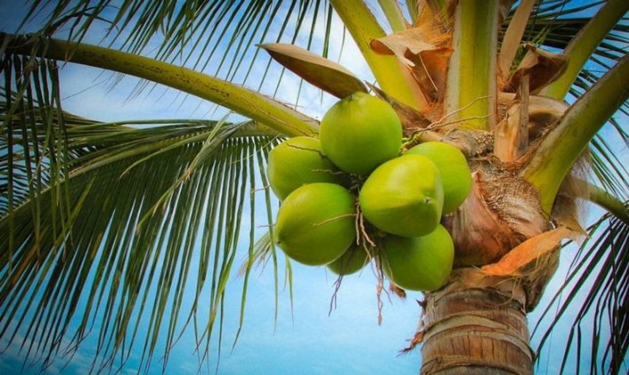 World Coconut Day: কল্পবৃক্ষ নিয়ে ১০ অজানা তথ্য, যা আপনার অবশ্যই জানা উচিত