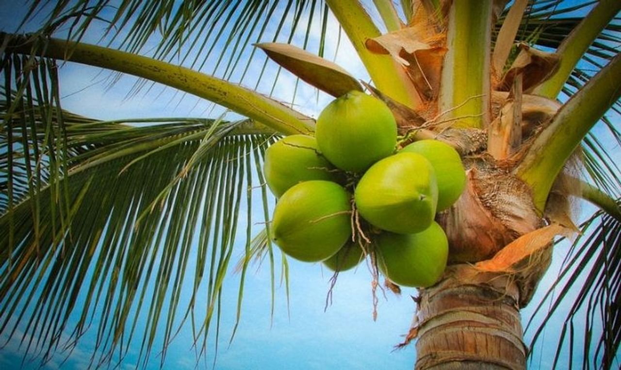 World Coconut Day কল পব ক ষ ন য ১০ অজ ন তথ য য আপন র অবশ যই জ ন উচ ত Here Are 10 Surprising Facts About The Versatile Kalpavriksha Tv9 Bangla News