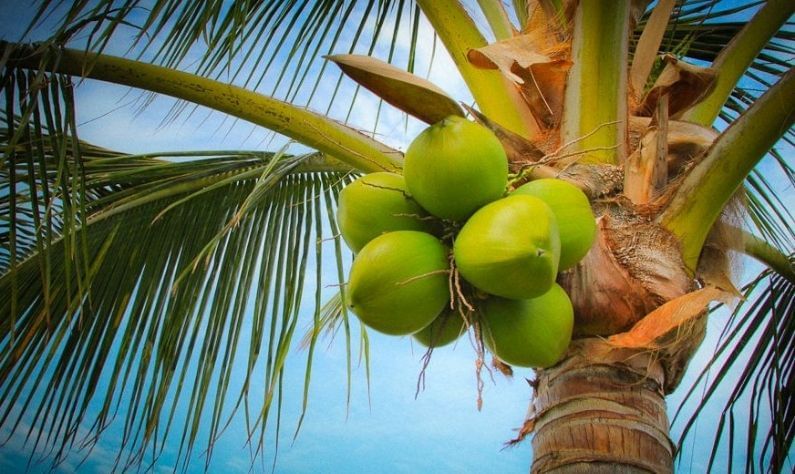 World Coconut Day: 'কল্পবৃক্ষ' নিয়ে ১০ অজানা তথ্য, যা আপনার অবশ্যই জানা উচিত