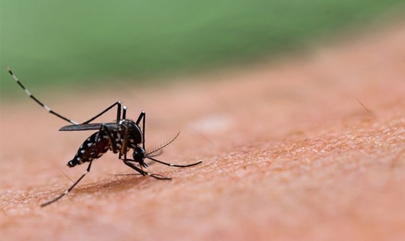 Dengue: করোনার মধ্যেই বাড়ছে ডেঙ্গির প্রকোপ, বাড়িতে শিশু ও বয়স্কদের যত্ন নেবেন কীভাবে?